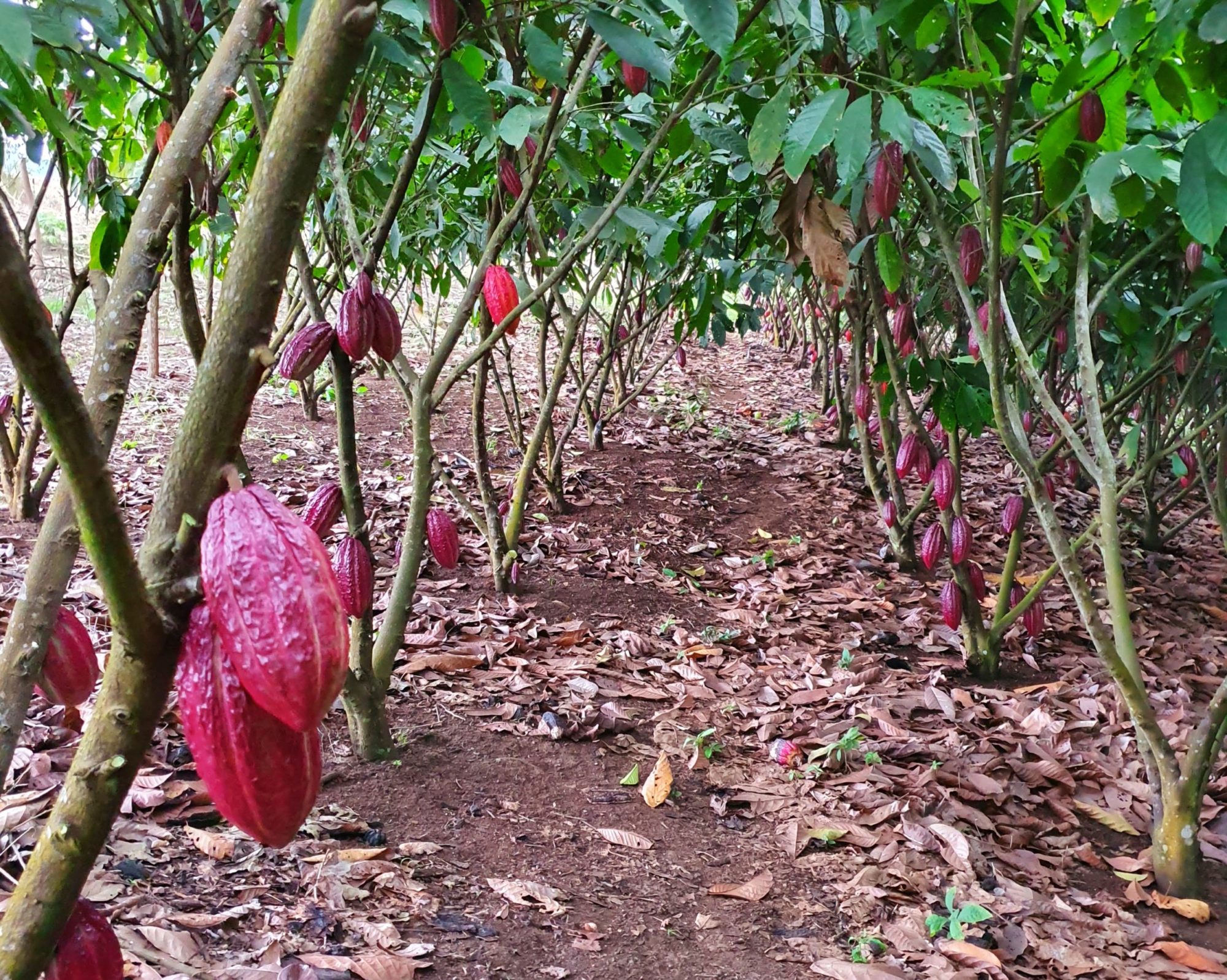 fève, cacao, traçabilité, equateur, producteurs